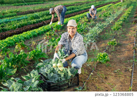Girl works on plantation garden bed, cuts kale turnip and puts them in box for transportation 123368805