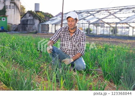 Adult man harvesting onions in field Adult man harvesting onions in field 123368844
