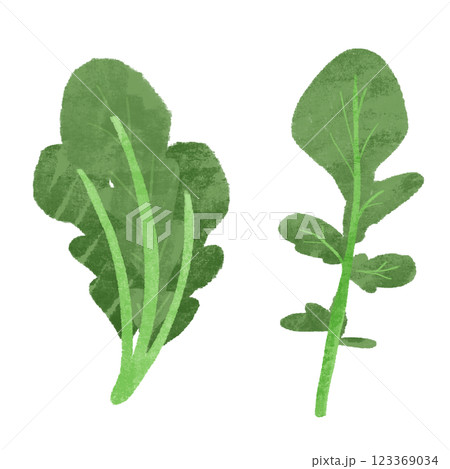 ルッコラの手描きのカラーイラストセット ルッコラの手描きのカラーイラストセット 123369034