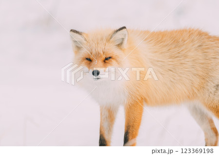 雪原で出会ったキタキツネ 雪原で出会ったキタキツネ 123369198