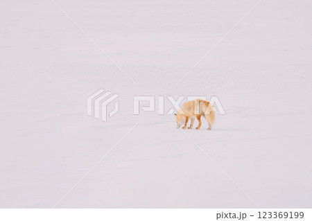 雪原を歩くキタキツネ 123369199