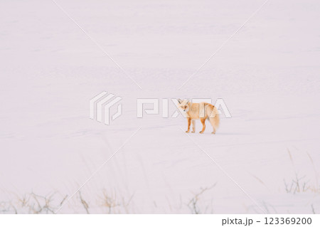 雪原を歩くキタキツネ 123369200