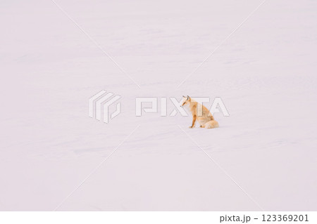 雪原を歩くキタキツネ 123369201