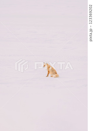 雪原を歩くキタキツネ 雪原を歩くキタキツネ 123369202