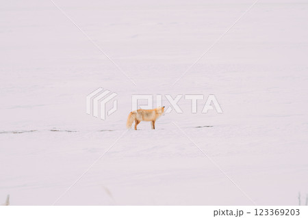 雪原を歩くキタキツネ 123369203