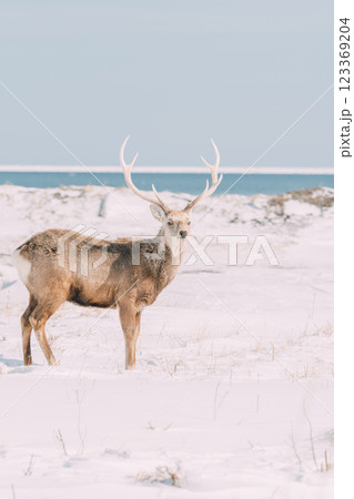 冬の海岸を歩くオスのエゾシカ 123369204