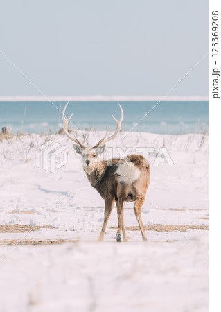 冬の海岸を歩くオスのエゾシカ 123369208