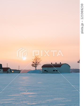 夕日に染まる冬の木 123369230