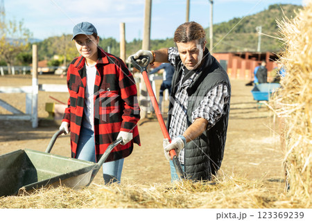 Skilled young woman and adult man grooms puting hay in wheelbarrow for taking care of horses during work on ranch Skilled young woman and adult man grooms puting hay in wheelbarrow for taking care of horses during work on ranch 123369239