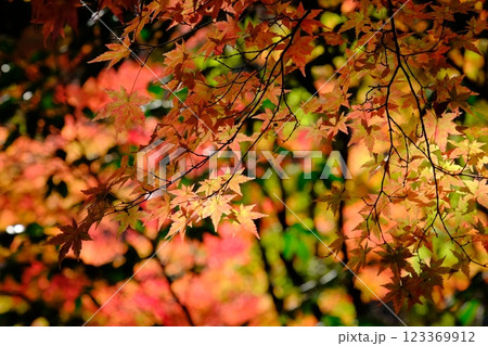 秋の紅葉 秋の紅葉 123369912