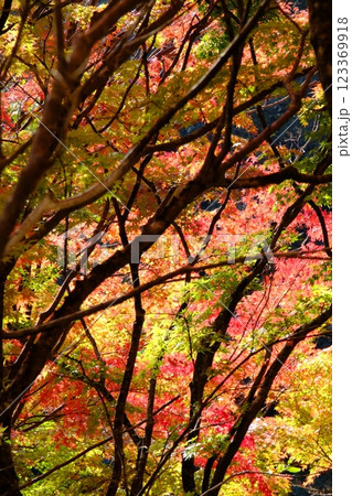 秋の紅葉 123369918