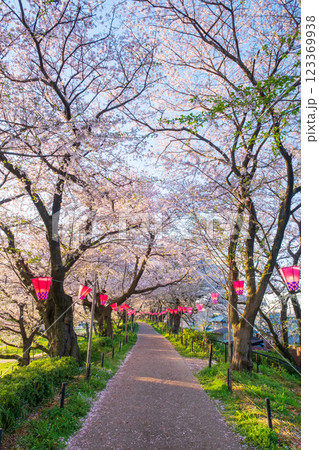 権現堂桜堤 123369938