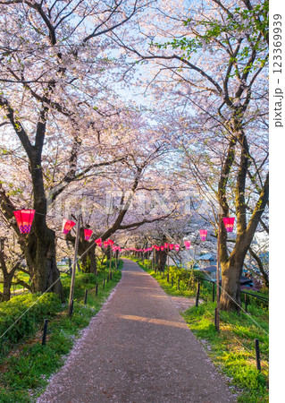 権現堂桜堤 123369939