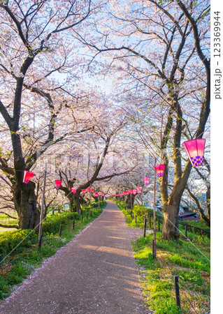 権現堂桜堤 権現堂桜堤 123369944