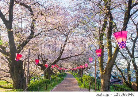 権現堂桜堤 権現堂桜堤 123369946