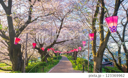 権現堂桜堤 権現堂桜堤 123369962