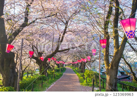 権現堂桜堤 123369963