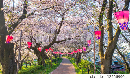 権現堂桜堤 123369964