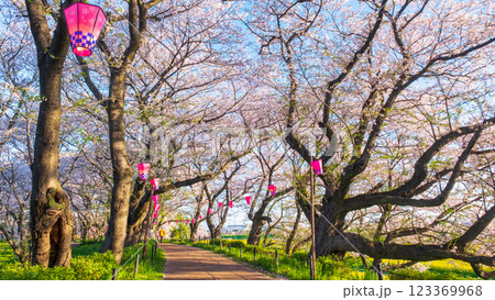 権現堂桜堤 123369968