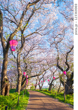 権現堂桜堤 123369969