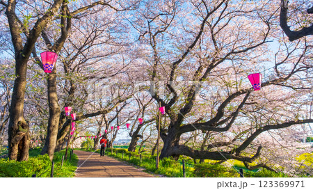権現堂桜堤 123369971