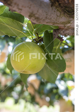 二十世紀梨 (鳥取県湯梨浜町) 二十世紀梨 (鳥取県湯梨浜町) 123370038