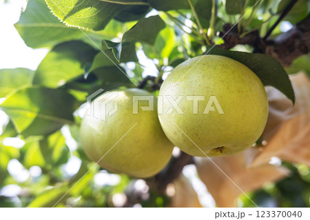 二十世紀梨 (鳥取県湯梨浜町) 二十世紀梨 (鳥取県湯梨浜町) 123370040