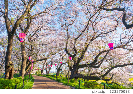 権現堂桜堤 権現堂桜堤 123370058