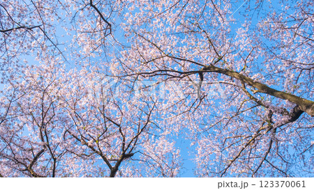 権現堂桜堤の桜 123370061