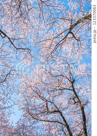 権現堂桜堤の桜 123370063