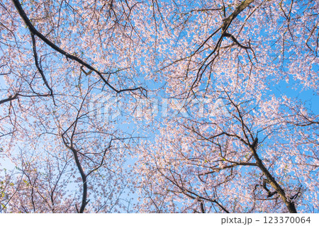 権現堂桜堤の桜 123370064