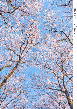 権現堂桜堤の桜 権現堂桜堤の桜 123370068