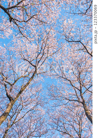 権現堂桜堤の桜 権現堂桜堤の桜 123370069