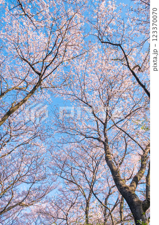 権現堂桜堤の桜 権現堂桜堤の桜 123370070