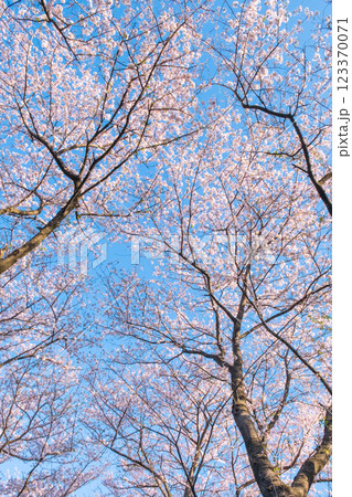 権現堂桜堤の桜 123370071