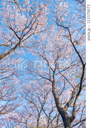 権現堂桜堤の桜 権現堂桜堤の桜 123370072