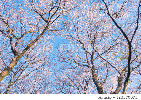 権現堂桜堤の桜 123370073