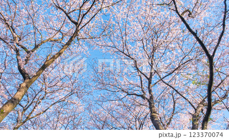 権現堂桜堤の桜 権現堂桜堤の桜 123370074