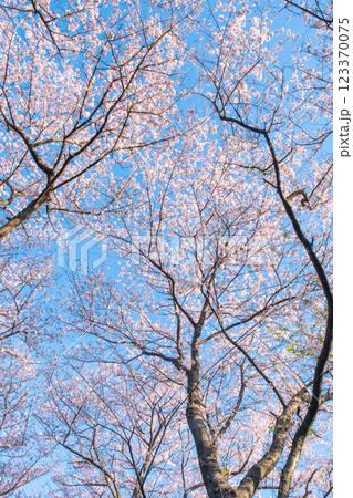 権現堂桜堤の桜 123370075