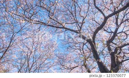 権現堂桜堤の桜 権現堂桜堤の桜 123370077