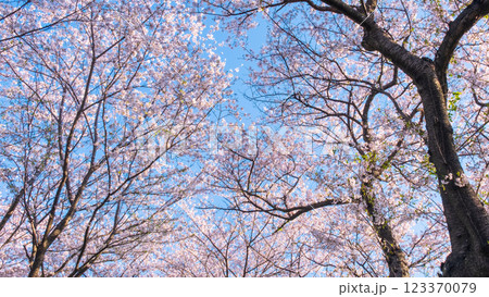 権現堂桜堤の桜 123370079