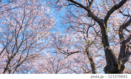 権現堂桜堤の桜 123370081