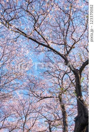 権現堂桜堤の桜 権現堂桜堤の桜 123370082