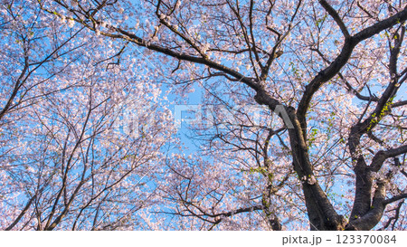 権現堂桜堤の桜 権現堂桜堤の桜 123370084