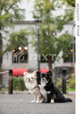 公園で飼い主を見つめるチワワ 123370559