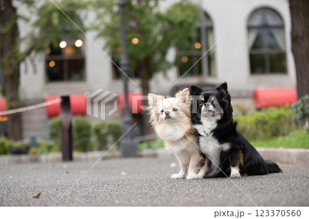 公園で飼い主を見つめるチワワ 123370560
