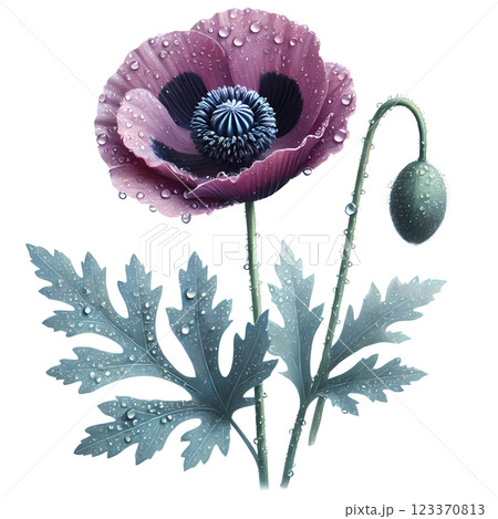 purple poppy flower purple poppy flower 123370813