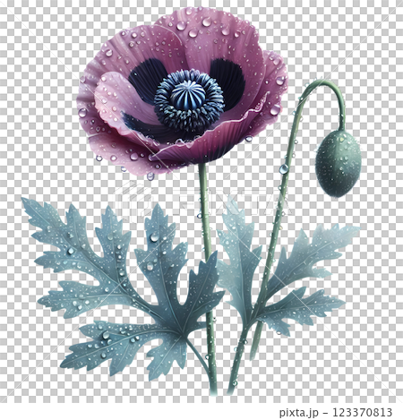 purple poppy flower purple poppy flower 123370813