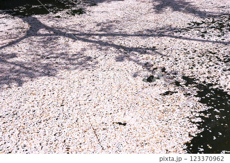 220416護国神社z041 220416護国神社z041 123370962