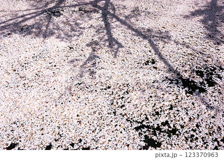 220416護国神社z058 123370963